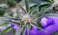 Fertin Pharma håber i år at kunne have de første godkendte cannabisprodukter parat fra den canadiske fabrik. I USA åbner det amerikanske marked forhåbentligt. Derefter er forventningen, at det bliver et multimilliardmarked. Foto: Mette Krull.
