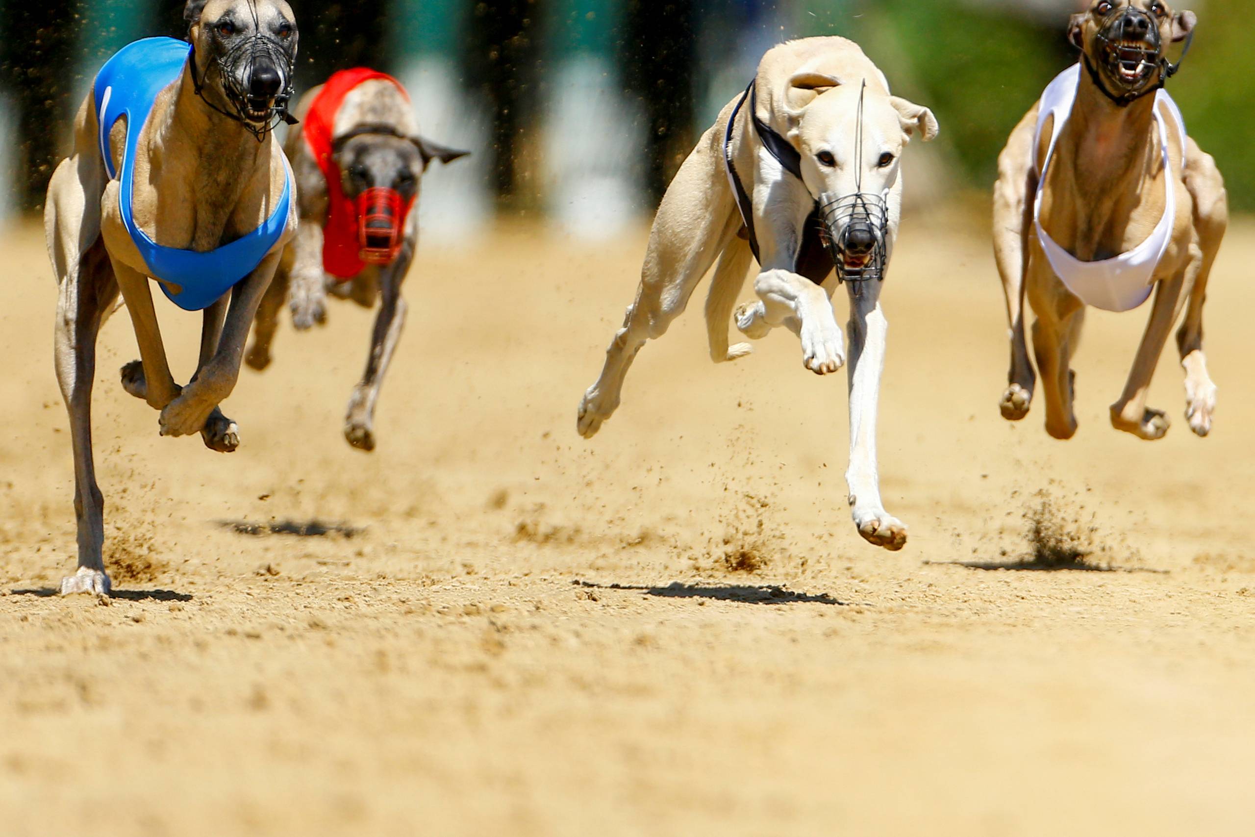 
    Dogs compete during an annual international dog race in Gelsenkirchen, Germany, June 9, 2019. Arkivfoto: Thilo Schmuelgen/Reuters