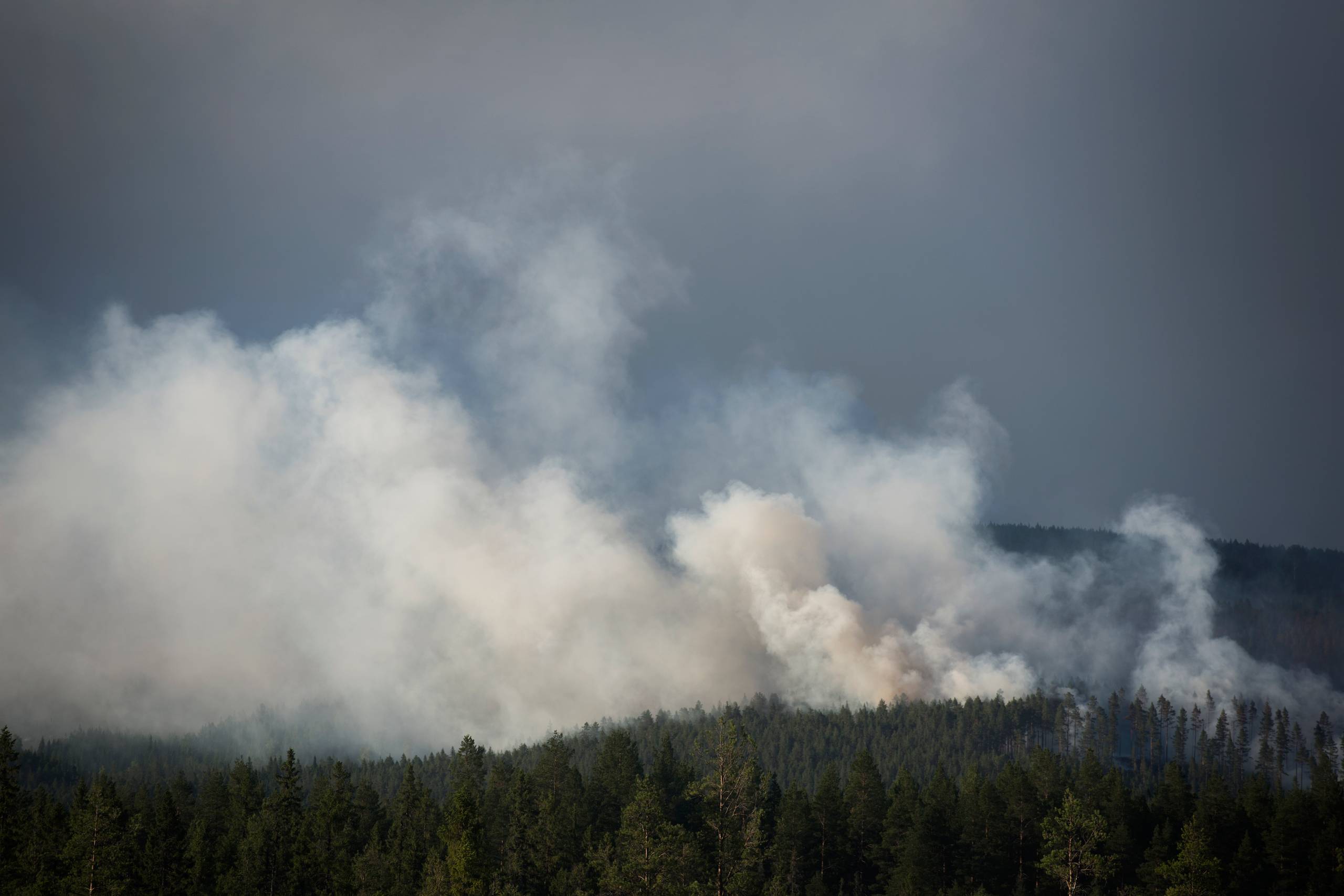 OBS: Dette billede er ikke fra mandagens brand ved Arlanda, men en skovbrand i fjor ved Ljusdal, Sverige. Arkivfoto: Laura Bisgaard Krogh

Skovbrande i Ljusdal, Sverige
  