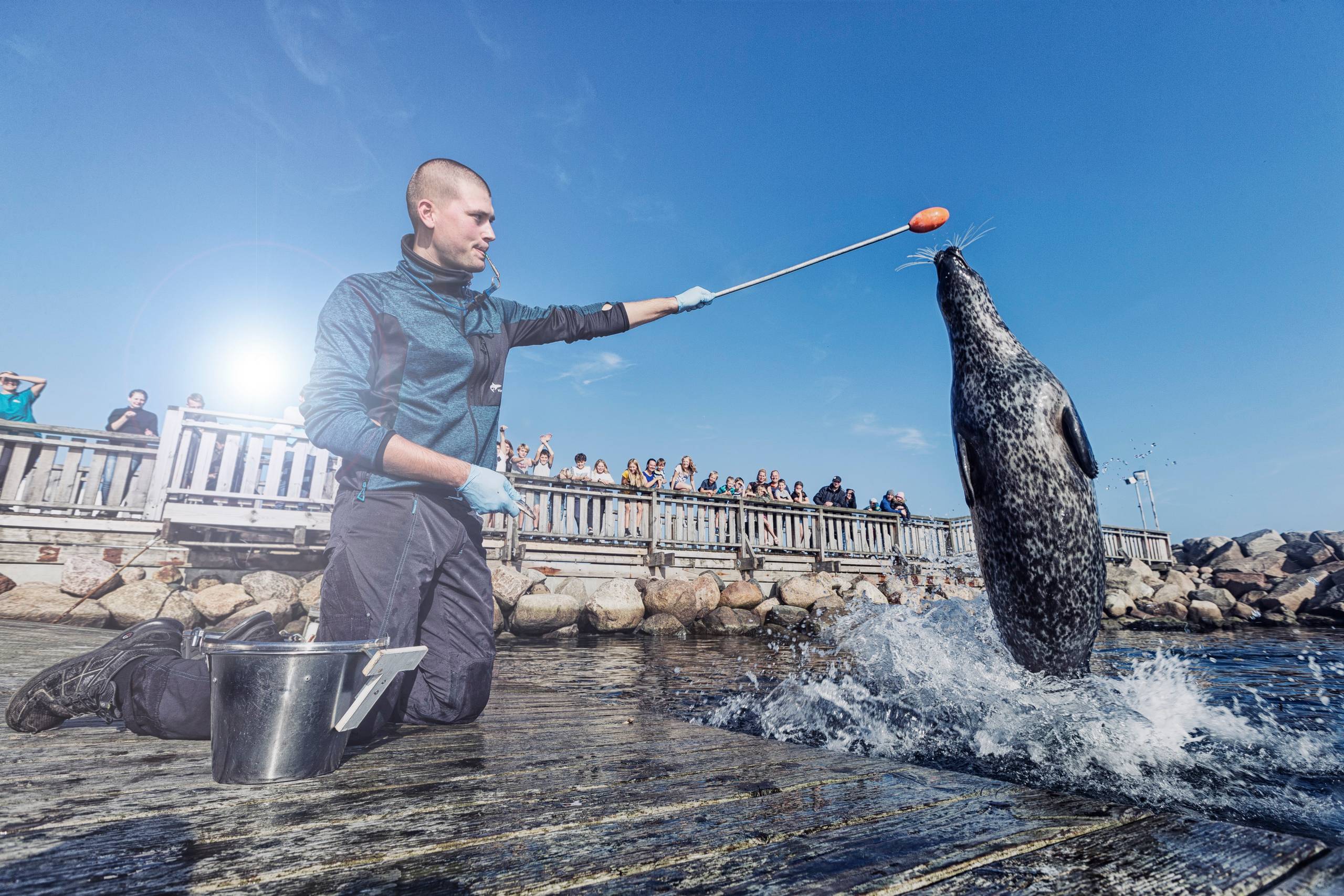 Når gråsælen Tulle springer op af vandet og sætter snuden på pinden, er der fiskemadder som belønning. Foto: Kattegatcentret
