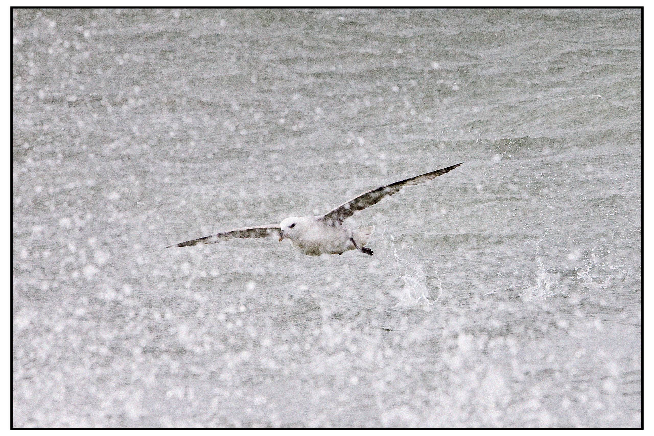 Mallemuk (Fulmarus glacialis). Foto: Casper Dalhoff