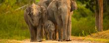 Man kan nu drikke elefantvenlig te i Indien   - og se elefanter. Foto: Getty Images