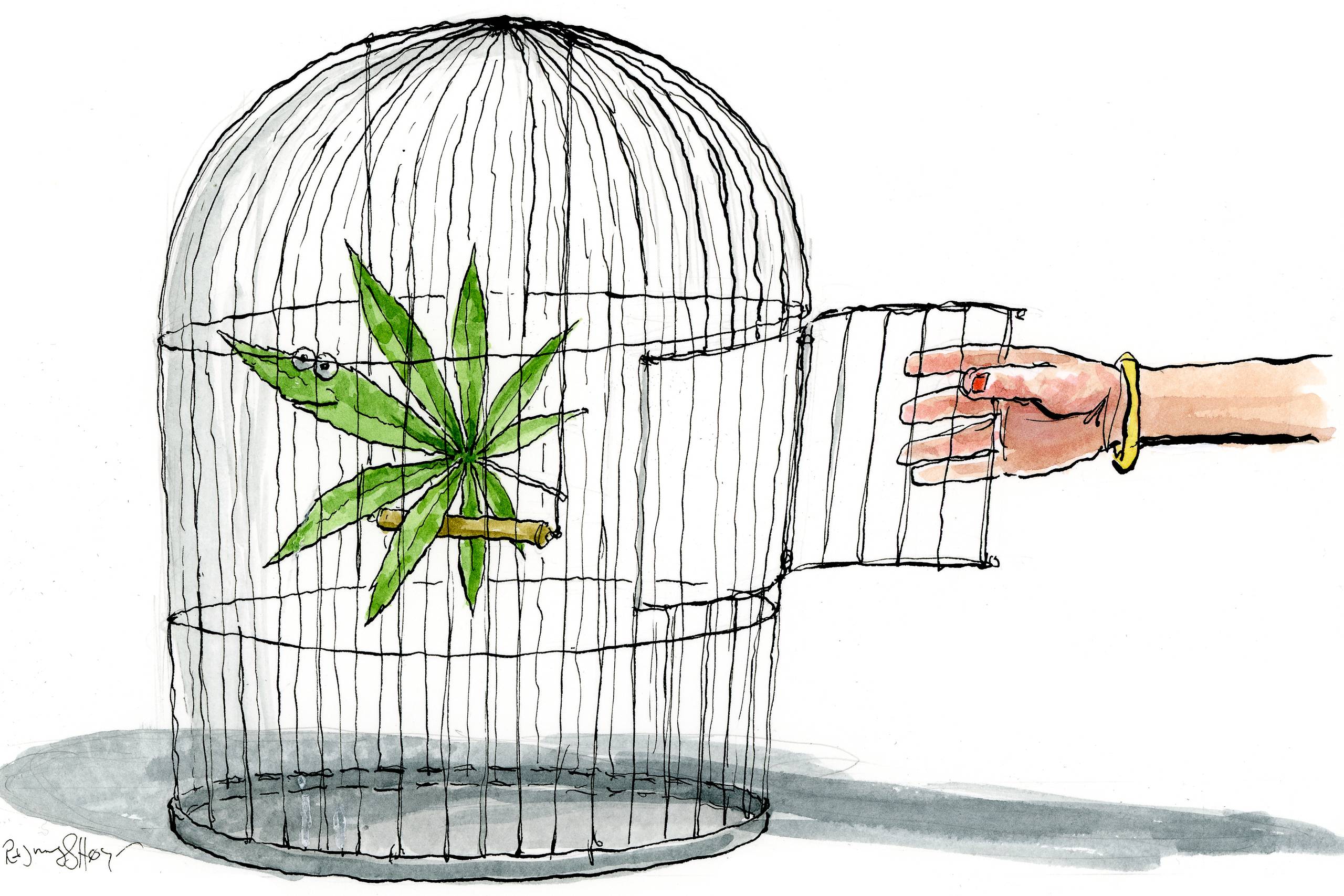 Lægemiddelstyrelsen sætter sikkerheden allerøvert, når det gælder om at tillade medicinsk cannabis. Arkivtegning: Rasmus Sand Høyer.

  