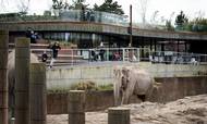 Dansk Erhverv foreslår en ny hjælpepakke til oplevelsesbranchen med bl.a. zoologiske haver, der er hårdt ramt af 22 måneders coronakrise. Arkivfoto: Ida Guldbæk Arentsen/Ritzau Scanpix.