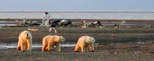 Beauforthavet udgør den nordlige grænse af det store naturreservat the Arctic National Wildlife Refuge og er det sted, hvor USA's regeringer vil tillade olie- og gasboringer. Foto: U.S. Fish and Wildlife Service Alaska Image Library via Reuters