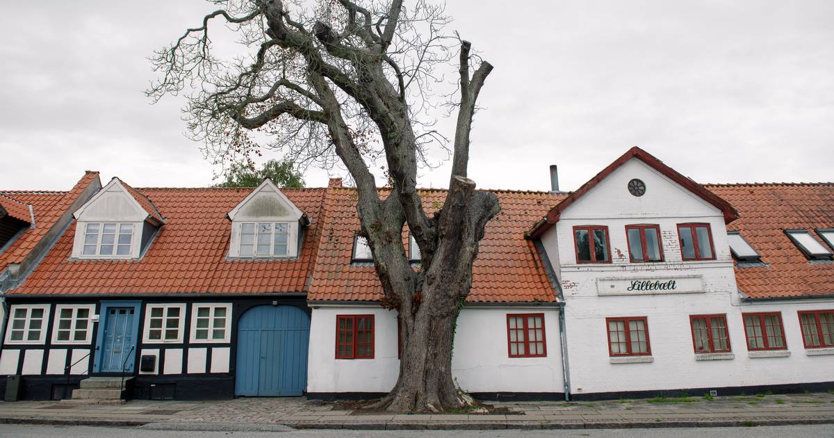 Redningsaktion for 170 år gammelt træ - Jyllands-Posten