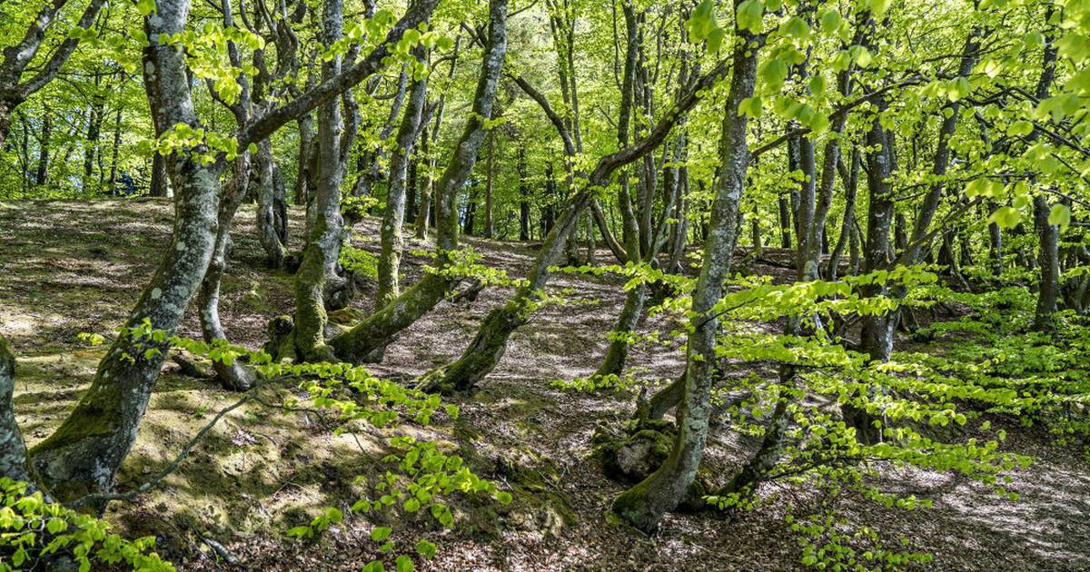 Verdens Og Danmarks Vilde Natur Er Fortsat I Krise