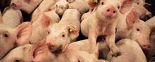 Produktionen af grise i Danmark koncentreres på stadig færre kæmpefarme.
Foto: Charlotte de la Fuente