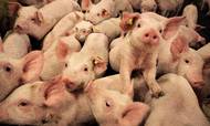 De danske svineproducenter har klaret sig igennem det seneste halve års milliardtab ved at tære på indtjeningen fra de foregående gode år.
Foto: Charlotte de la Fuente