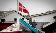 I et nyt notat sættes der nu tal på den samlede pris på aflivning af mink i Danmark i efteråret. Arkivfoto: Casper Dalhoff
