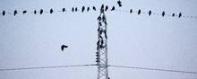 Fugle på højspændingsmast, højspænding, strøm, mast, elektricitet, Ørsted, elmast.