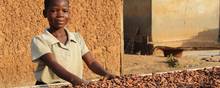 På billedet ses den niårige Moahe, som hjælper med at tørre kakaobønner i landsbyen Konan Yaokro på Elfenbenskysten i december 2017. Nu trækkes en række store chokoladevirksomheder i retten for børnearbejde og slaveri i kakaoplantagerne i Vestafrika. Foto: AP