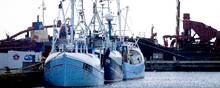 Thyborøn Havn. Fiskekuttere og fiskeri. 
