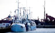 EU's fiskeriministre er netop rejst hjem fra Bruxelles uden at kunne afklare, hvor store kvoter de danske fiskere får i 2022. Brexit har igen skabt usikkerhed.
Foto: Finn Frandsen 