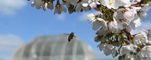 Kew Gardens i Storbritannien vil fremover »dekolonialisere« sin plantesamling ved at fortælle om historien bag eksempelvis sukkerrør. I Botanisk Have i København har man lignende planer. Foto: Toby Melville/Reuters