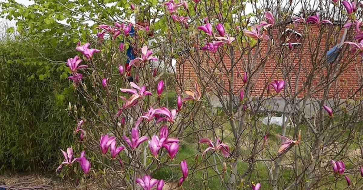Spekulerer Hvad tryllekunstner Nu blomstrer magnoliaen
