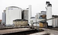 Regeringen har besluttet, at der skal trækkes en gasledning til Nakskov til bl.a. Nordic Sugar. Virksomheden udleder 160.000 tons CO₂ årligt. Med gasledningen skæres der cirka 50.000 tons af udledningen årligt, når kul og olie er erstattet. Foto: Gregers Tycho