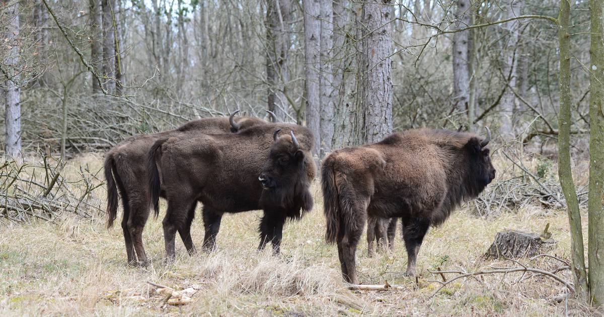 Skal skabe dynamik i naturen: Syv hollandske visenter er flyttet ind i ...