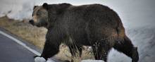 Grizzlybjørne er almindelige i området i det vestlige Alaska - navnligt om sommeren. Ifølge sundhedsmyndighederne i den amerikanske delstat blev der registreret 66 bjørneangreb på mennesker mellem 2010 og 2017. Ti personer blev dræbt ved angrebene. Arkivfoto: Joe Lieb/Ritzau Scanpix
