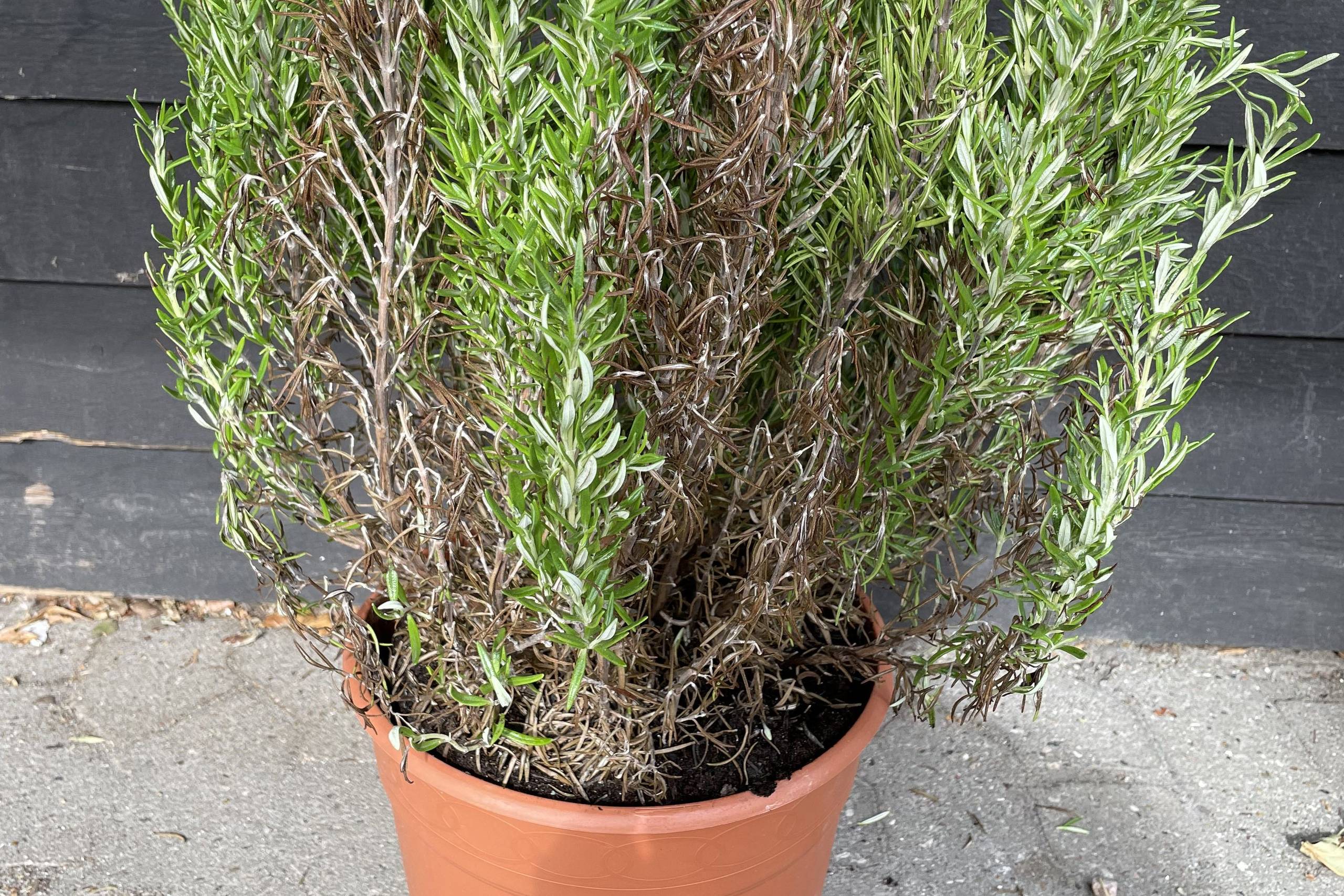 Sådan ser potten ud med den portugisisk dyrkede rosmarinplante, der nu tilbagekaldes. Foto: Landbrugsstyrelsen