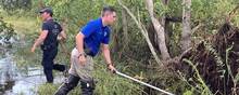 De lokale myndigheder har ledt efter alligatoren, som formodes at have dræbt en 71-årig mand i Louisiana i forbindelse med orkanen Ida. Nu er dyret blevet fanget. Foto: Handout via Reuters