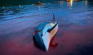 Søndag er over 1400 delfiner drevet ind i Skålefjorden på Færøerne og dræbt i en stor nedslagtning. Foto: Sea Shepherd/Ritzau Scanpix