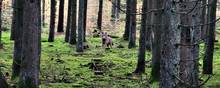 Den enlige hanulv, som siden 2020 har slået sig ned i området ved Klosterheden i Nordvestjylland virkede til at savne selskab, vurderede Ida Petersen, som blev fulgt af ulven ca. 5 km rund i plantagen. 
Privatfoto:  Ida Petersen