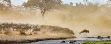 En flok gnuer krydser floden i Masai Mara. Foto: Getty Images