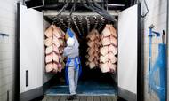 Eksporten af svinekød til Kina er næsten gået i stå, og på nærmarkederne i Europa skærer forbrugerne ned på deres indkøb af kød. Det svage salg rammer priserne og udløser store tab for landmændene.
Foto: Gregers Tycho