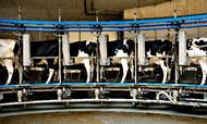 En CO2-afgift vil især ramme de danske mælkeproducenter hårdt og koste mange arbejdspladser i sektoren.
Foto: Miriam Dalsgaard