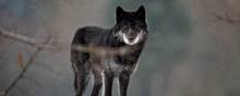 I Danmark har der været ulve siden 2012. I dag er der cirka 15 ulve i landet - hvoraf 9 er herboende, 4 er unger og 2 er strejfende. 
Arkivfoto : Claus Bonnerup