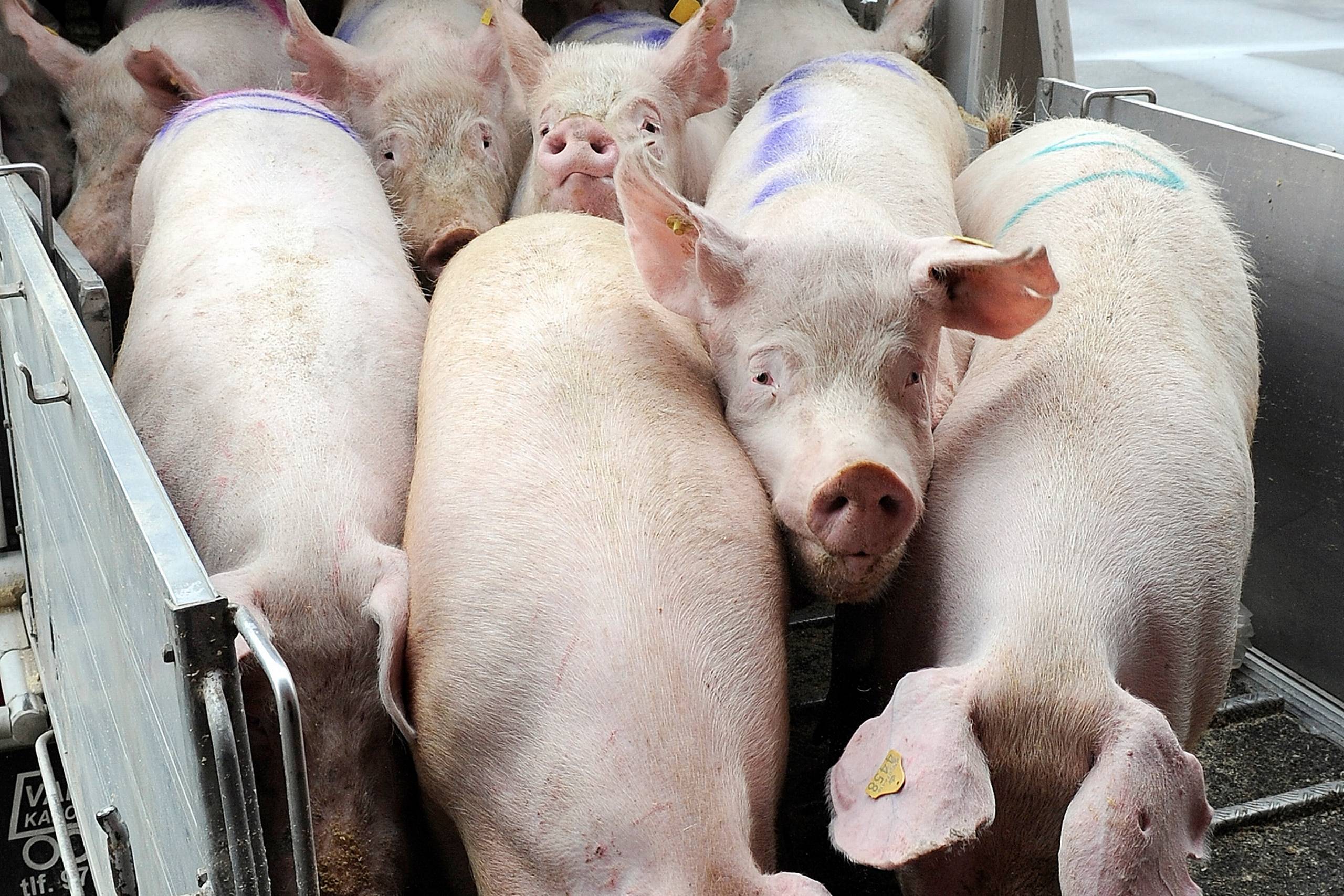 Vi kan faktisk godt transportere dyr, uden at de lider last. Men det kræver, at vi sikrer gode og kontrollerede forhold – i hele EU, mener Asger Christensen. Arkivfoto: Carsten Andreasen