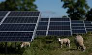 Udviklere står klar til at bygge solcelleparker i et tempo, som elnettet ikke kan håndtere. Nu vil Energinet udlicitere opgaver for 10 mia. kr. for at få fart på renoveringen af elnettet. Arkivfoto: Brian Karmark