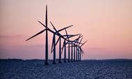Producenter af vindenergi kan mangedoble deres indtjening på grund af de stigende elpriser, men det er svært at gennemskue, hvem der scorer kassen, da meget af den grønne strøm er solgt på lange kontrakter til betydelig lavere priser. Foto: Miriam Dalsgaard