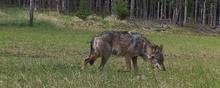 Der er lige nu 13-15 ulve Danmark - heraf tre ulvepar. Det tal kan vokse de kommende måneder. Foto: Naturhistorisk Museum Aarhus & Aarhus Universitet.