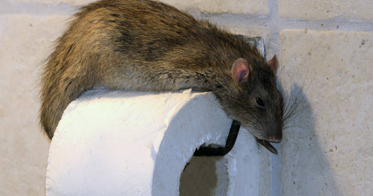 I mange kommuner lader man rotterne dø af indvendige blødninger. I ...