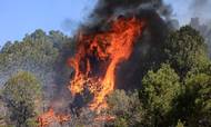 Skovbrande er én af de negative konsekvenser ved global opvarmning, lyder det fra klimaforskere. Her brænder det tidligere i maj nær Las Vegas. Foto: Kevin Mohatt/Reuters