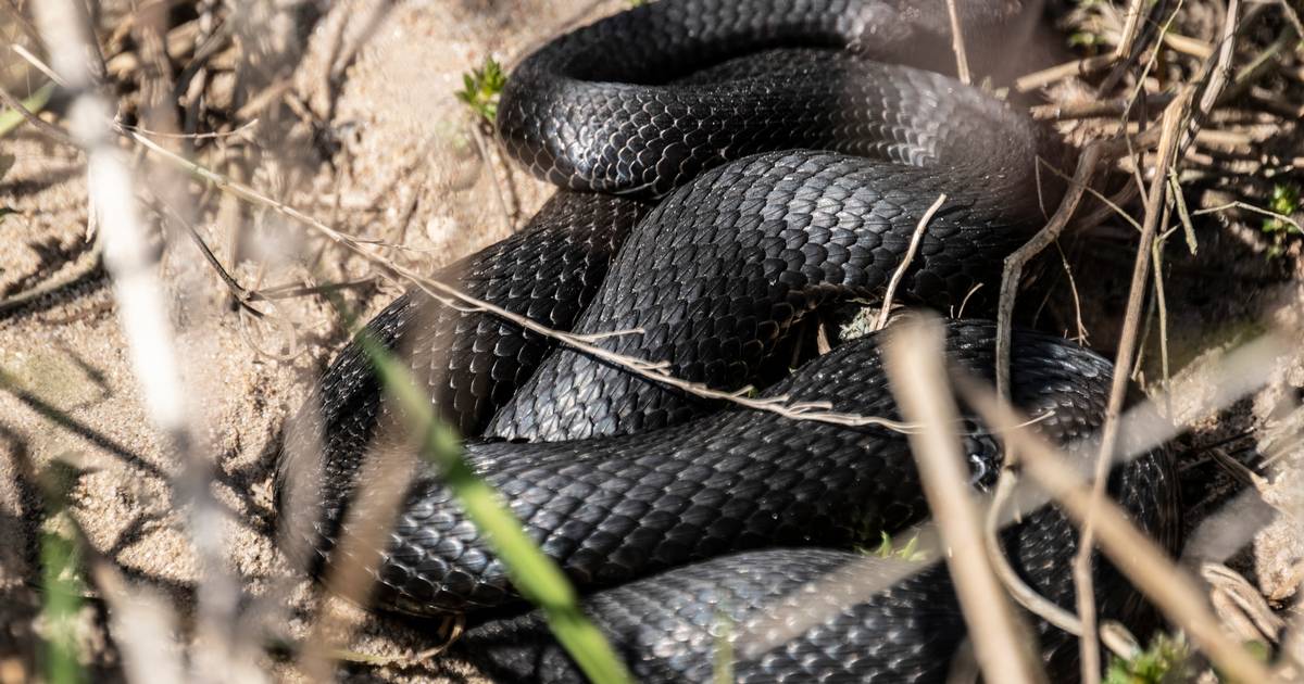 Politiet på Bornholm efterlyser to meter lang slange - Jyllands-Posten