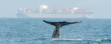 Gigantiske fragtskibe larmer så meget, at det går ud over hvalernes muligheder for orientere sig. Foto: GateHouse Maritime