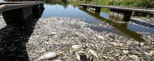 Der er mistanke om en slags forurening i floden Oder, hvor tusindvis af døde fisk er fundet, her ved den polske by Kostrzyn. Foto: Cezary Aszkielowicz/Agencja Wybo/Reuters