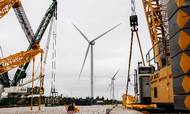 Danmark har verdens højeste vindmøller, og flere firmaer arbejder i Østerild i Thy på at bygge endnu højere. Men vi kan i dag stadig kun selv levere ca. 85 pct. af den strøm, vi skal bruge. Derfor er vi helt afhængige af import af bl.a. vandkraft fra Norge, a-kraft fra Sverige og solenergi fra Tyskland. Arkivfoto: Casper Dalhoff