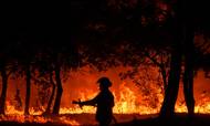 Tørken, der i sommer ramte Europa og førte til mange brande, har gjort klimaspørgsmålet endnu mere aktuelt. Foto: Philippe Lopez/AFP