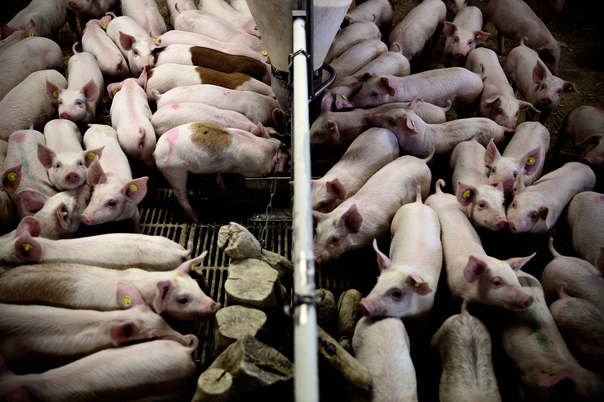 Landbrugets modvilje ​over for forandringer, der kan bidrage positivt til dyrevelfærd og miljø- og klimaforbedringer, kalder nu på politisk handling og stram styring., mener Esben Sloth fra World Animal Protection Danmark. Arkivfoto: Joachim Adrian