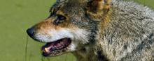 For 10 år siden blev en død ulv fundet i Danmark, og det var derved sikkert, at arten var tilbage i landet. Siden er bestanden vokset og består i øjeblikket af 30 ulve spredt rundt i Jylland. Arkivfoto