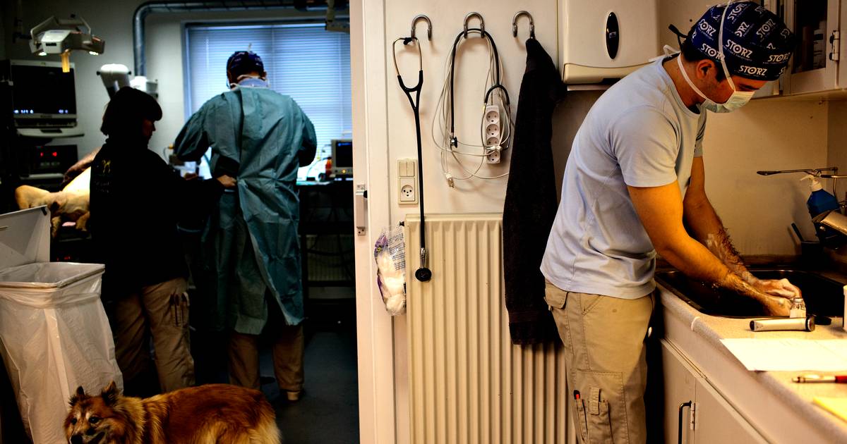 Så er det officielt Danmarks dyreste uddannelse kommer til