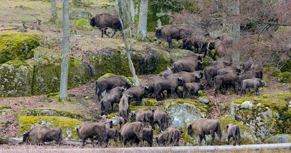 På nordisk safari: Få timers kørsel fra Danmark spankulerer ...