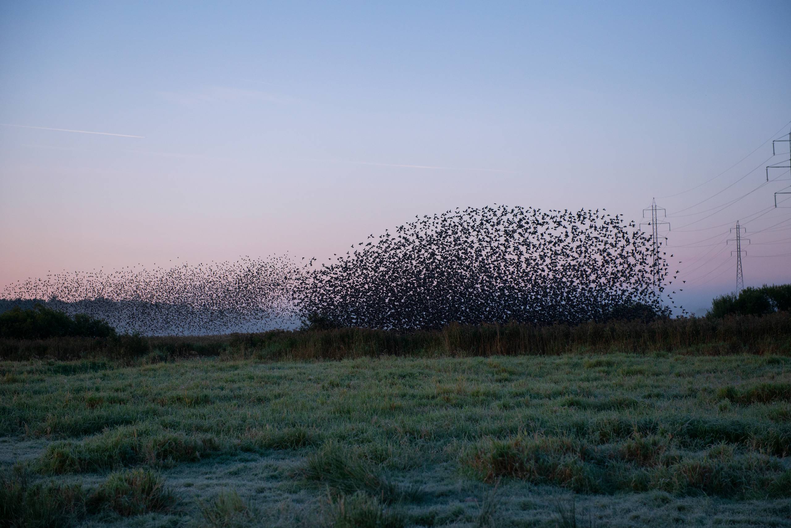 Naturen i Vadehavet, hvor fænomenet "sort sol" er en af attraktionerne, er i fare, hvis området bliver hjemsted for nye testmøller, mener Egon Østergaard. Arkivfoto: Kasper Heden Andersen