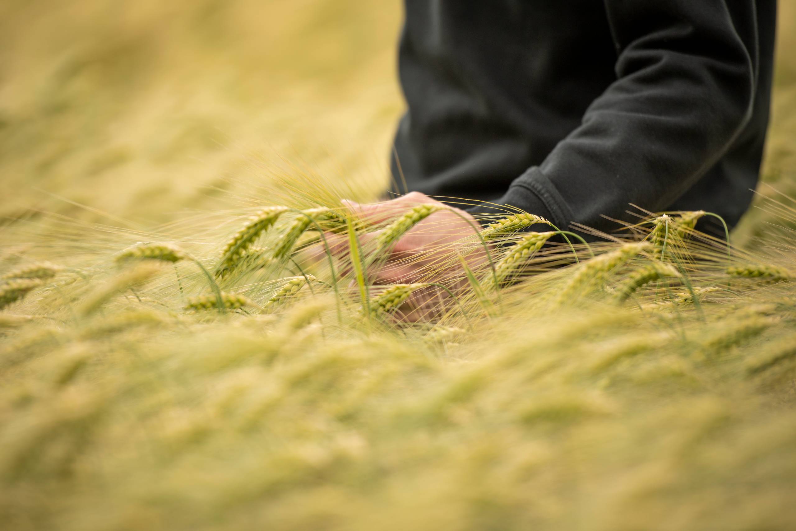 Det går galt,​ når politikere skal lave planøkonomi og detailstyring. Lad de frie kræfter styre, hvad landmænd må dyrke på markerne. Det er de uddannet til, og de har erfaringen, skrive Vagn Lundsteen. Arkivfoto: Benny Kjølhede