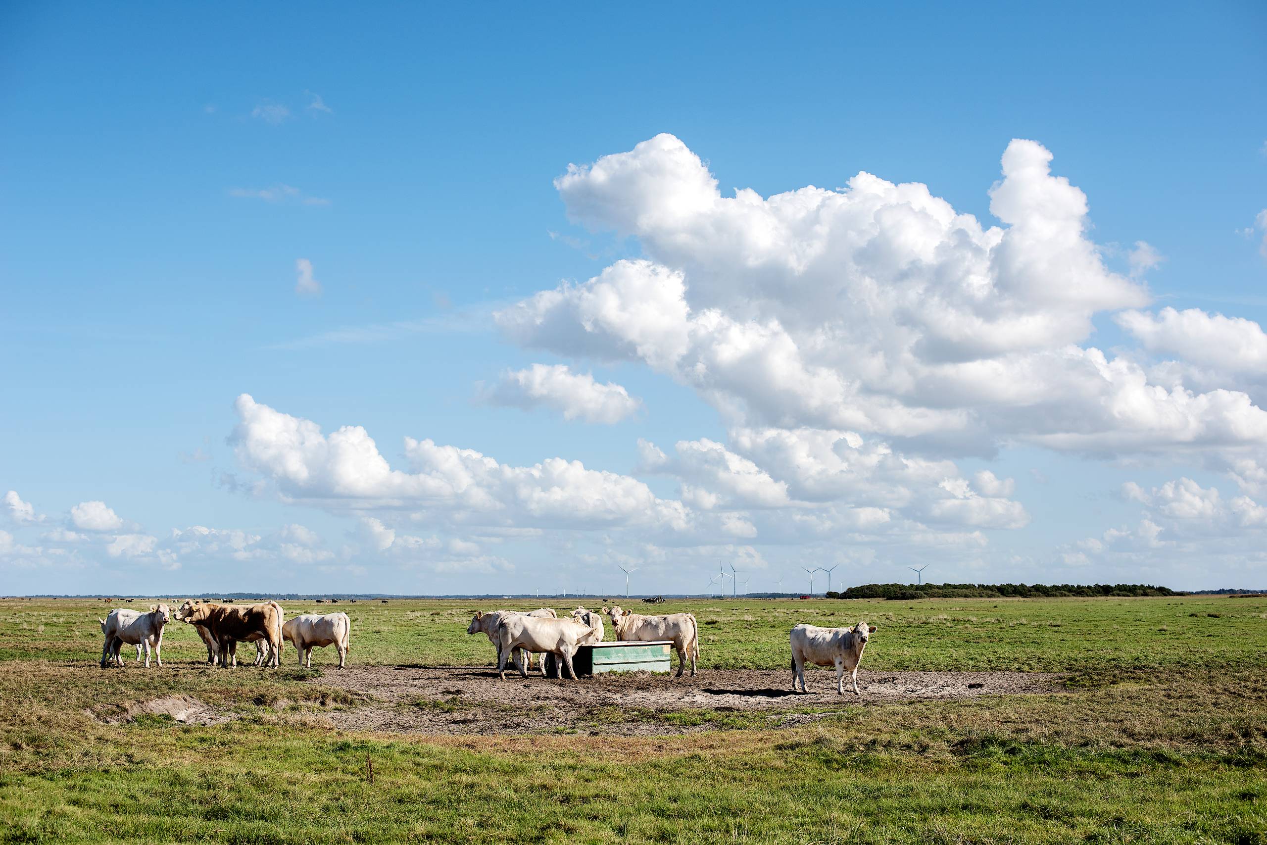 Med bekymrede naturbriller kunne man frygte, at Danmarks position har givet skyts til dem, der vil sabotere og udvande det, der kunne været blevet starten på en historisk redningsplanke for naturen, skriver Peder Størup. Arkivfoto Maud Lervik