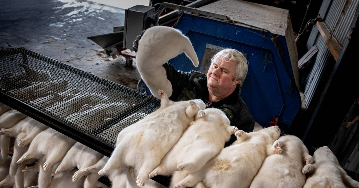 Professor kalder minkerstatning for unødig dyr og bureaukratisk - Finans